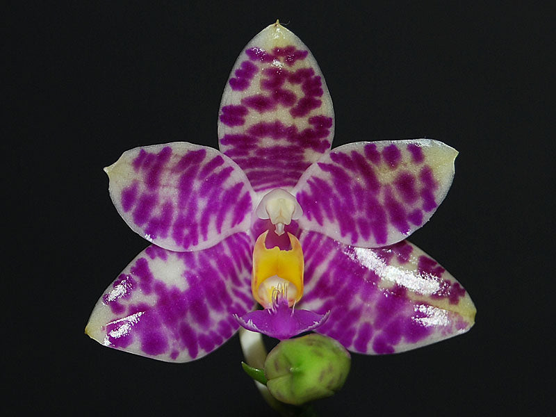 Phalaenopsis Pulcia (lueddemanniana x pulchra)