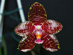 Carica l&#39;immagine nel visualizzatore Galleria, Phalaenopsis Red Jaguar
