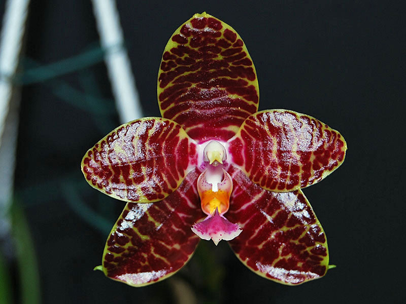 Phalaenopsis Red Jaguar