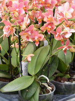 Carica l&#39;immagine nel visualizzatore Galleria, Phalaenopsis Romantic Sunset
