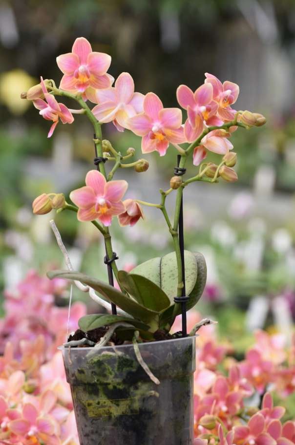 Phalaenopsis Romantic Sunset