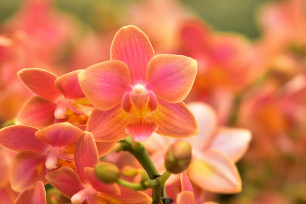 Phalaenopsis Romantic Sunset