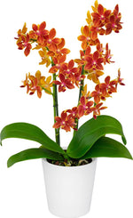 Carica l&#39;immagine nel visualizzatore Galleria, Phalaenopsis Saffron Star
