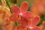 Carica l&#39;immagine nel visualizzatore Galleria, Phalaenopsis Saffron Star

