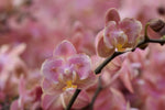 Load image into Gallery viewer, Phalaenopsis Salmon - Peloric 2 eyes
