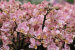 Load image into Gallery viewer, Phalaenopsis Salmon - Peloric 2 eyes
