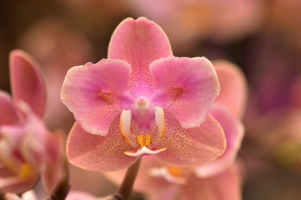 Phalaenopsis Salmon - Peloric 2 eyes