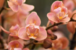 Load image into Gallery viewer, Phalaenopsis Salmon - Peloric 3 lips
