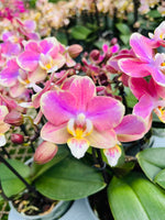 Load image into Gallery viewer, Phalaenopsis Salmon &#39;Special&#39;
