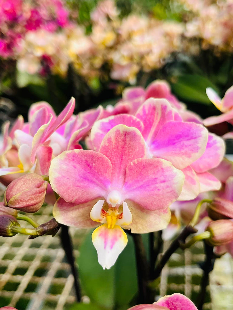 Phalaenopsis Salmon 'Special'