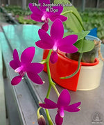 Load image into Gallery viewer, Phalaenopsis Sapphire&#39;s Galah (= Purple Martin × violacea)
