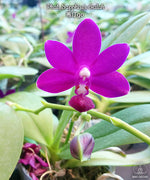 Load image into Gallery viewer, Phalaenopsis Sapphire&#39;s Galah (= Purple Martin × violacea)

