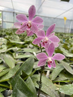 Carica l&#39;immagine nel visualizzatore Galleria, Phalaenopsis Schillgig (gigantea X schilleriana)
