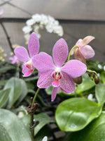 Carica l&#39;immagine nel visualizzatore Galleria, Phalaenopsis Schillgig (gigantea X schilleriana)

