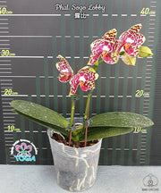 Phalaenopsis Sogo Lobby