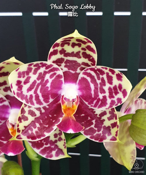 Phalaenopsis Sogo Lobby