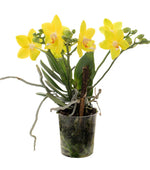 Load image into Gallery viewer, Phalaenopsis Sogo Meili
