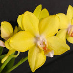 Load image into Gallery viewer, Phalaenopsis Sogo Meili
