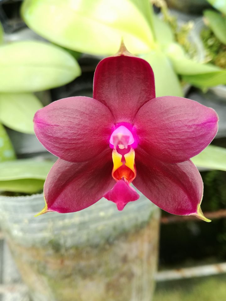 Phalaenopsis Sogo Kaiulani x P. violacea