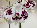 Carica l&#39;immagine nel visualizzatore Galleria, Phalaenopsis Sparkling &#39;Kizz&#39; - Big Lip
