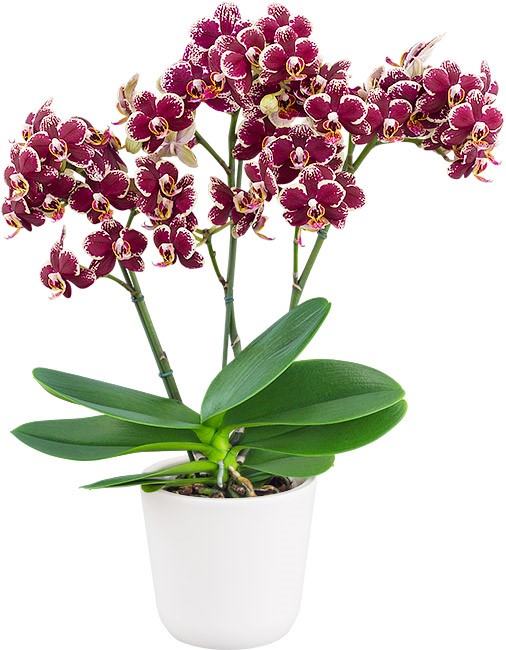 Phalaenopsis Streetwise
