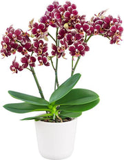 Phalaenopsis Streetwise