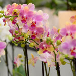 Carica l'immagine nel visualizzatore Galleria, OFFERTA PHALAENOPSIS DI NATALE