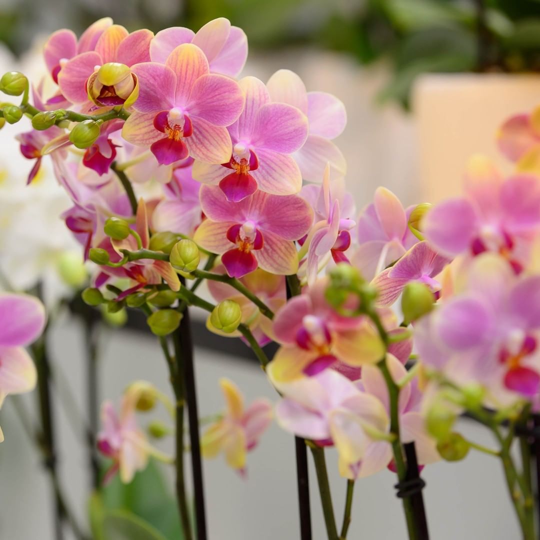 OFFERTA PHALAENOPSIS DI NATALE
