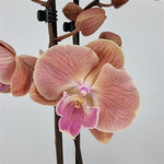 Carica l&#39;immagine nel visualizzatore Galleria, Phalaenopsis Sunset &#39;Kizz&#39; - Big Lip
