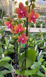 Carica l&#39;immagine nel visualizzatore Galleria, Phalaenopsis Sunset Orange = Bolgheri = Bronze Buddha (Phal. Golden Buddha x Phal. Auspice Hsintien)
