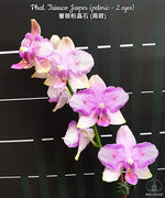 Carica l&#39;immagine nel visualizzatore Galleria, Phalaenopsis Taisuco Jasper (peloric - 2 eyes)
