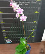 Carica l&#39;immagine nel visualizzatore Galleria, Phalaenopsis Taisuco Jasper (peloric - 2 eyes)
