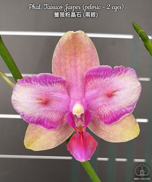 Phalaenopsis Taisuco Jasper (peloric - 2 eyes)