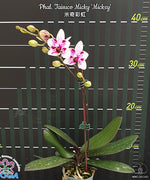 Carica l&#39;immagine nel visualizzatore Galleria, Phalaenopsis Taisuco Micky &#39;Mickey&#39;
