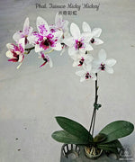 Carica l&#39;immagine nel visualizzatore Galleria, Phalaenopsis Taisuco Micky &#39;Mickey&#39;
