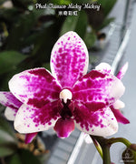 Carica l&#39;immagine nel visualizzatore Galleria, Phalaenopsis Taisuco Micky &#39;Mickey&#39;
