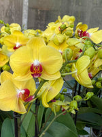 Carica l&#39;immagine nel visualizzatore Galleria, Phalaenopsis Tiannong Yellow &#39;Nice&#39;
