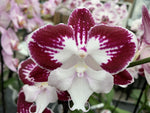 Carica l&#39;immagine nel visualizzatore Galleria, Phalaenopsis Tinker Bell &#39;Kizz&#39; - Big Lip
