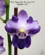 Carica l&#39;immagine nel visualizzatore Galleria, Phalaenopsis Tying Shin Blue Jay &#39;610&#39;
