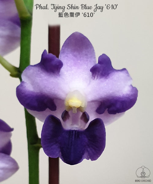 Phalaenopsis Tying Shin Blue Jay '610'