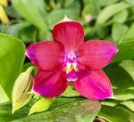 Load image into Gallery viewer, Phalaenopsis (Tying Shin Fly Eagle x violacea &#39;Pure red&#39;) x LD&#39;s Bear King &#39;RK3&#39;
