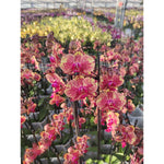 Carica l&#39;immagine nel visualizzatore Galleria, Phalaenopsis Van Gogh (= Ark&#39;s Ray)
