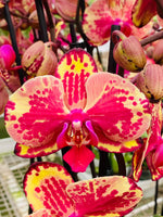 Carica l&#39;immagine nel visualizzatore Galleria, Phalaenopsis Van Gogh (= Ark&#39;s Ray)
