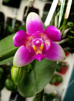Carica l'immagine nel visualizzatore Galleria, Phalaenopsis Vio Vio 'Cat Face' (peloric - 3 lips)