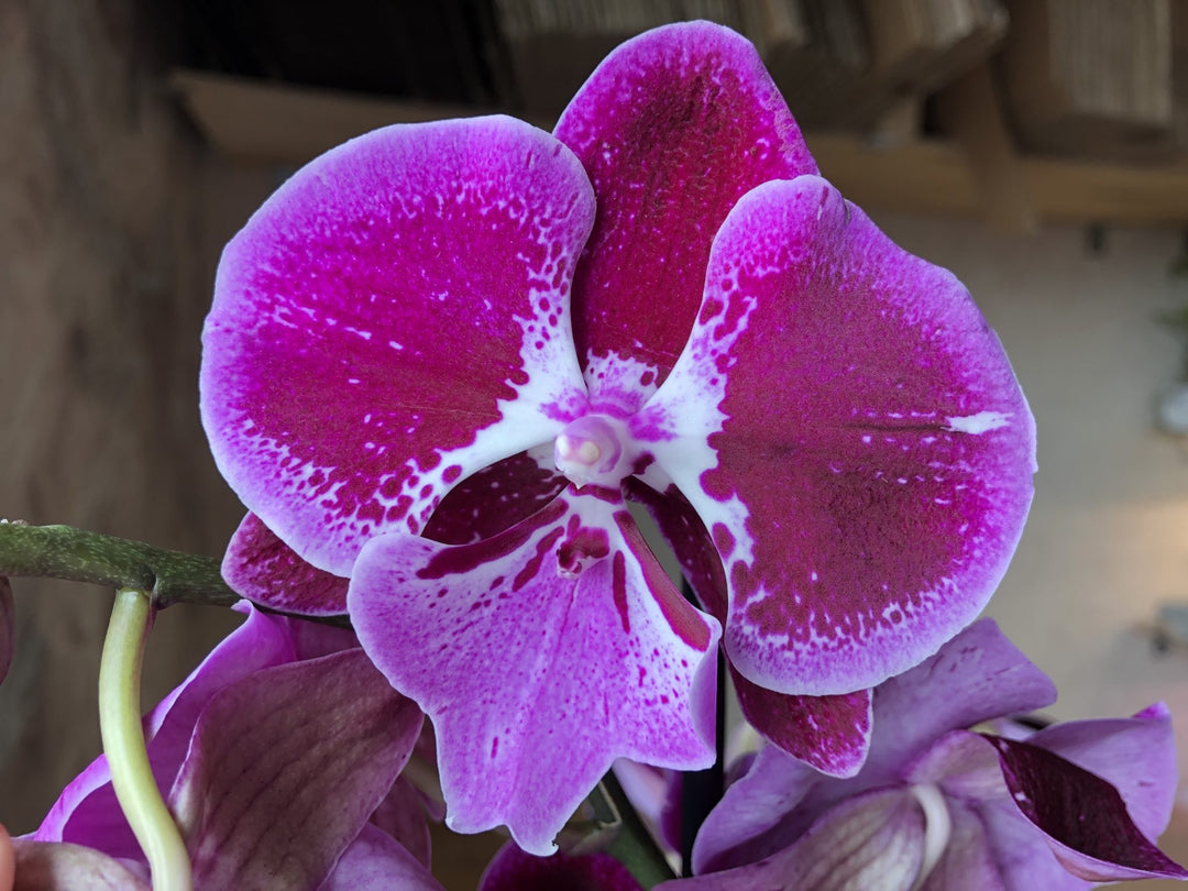Phalaenopsis Wine Velvet - Big Lip