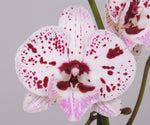 Carica l&#39;immagine nel visualizzatore Galleria, Phalaenopsis Winter &#39;Kizz&#39; - Big Lip
