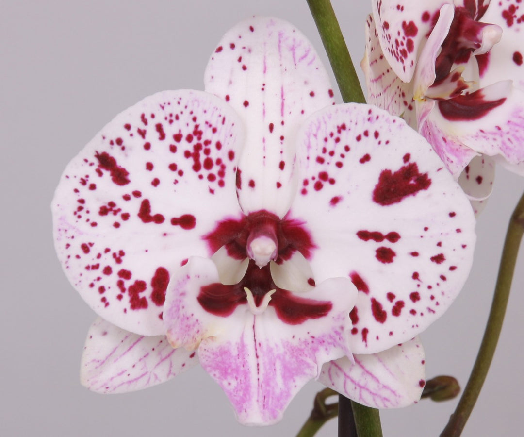 Phalaenopsis Winter 'Kizz' - Big Lip