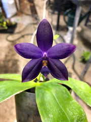 Phalaenopsis YangYang Blue Angel (YangYang Blueberry x violacea var. indigo) Mainshow