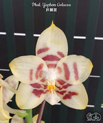 Carica l&#39;immagine nel visualizzatore Galleria, Phalaenopsis Yaphon Gelacea
