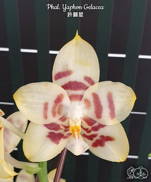 Phalaenopsis Yaphon Gelacea
